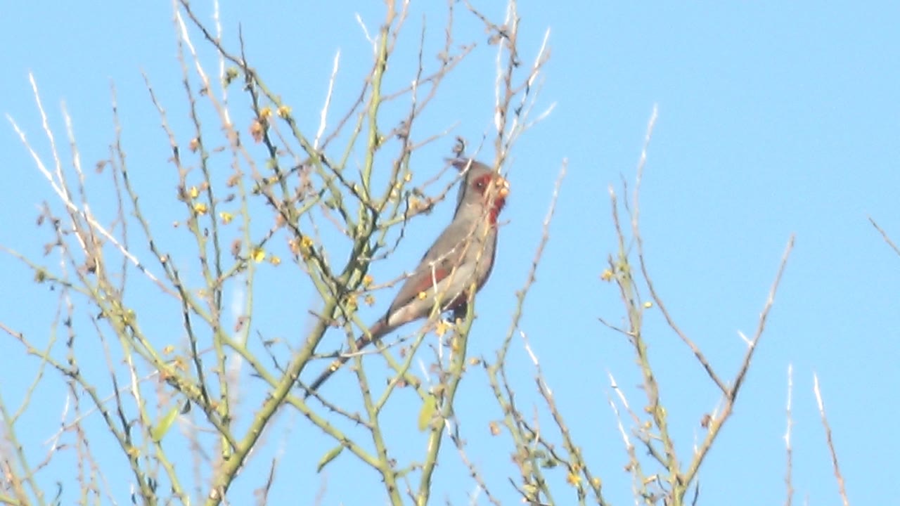 A female cardinal remains perched near the top of a sparse branch cluster in Cabo Pulmo, with blue sky behind it and no visible people.