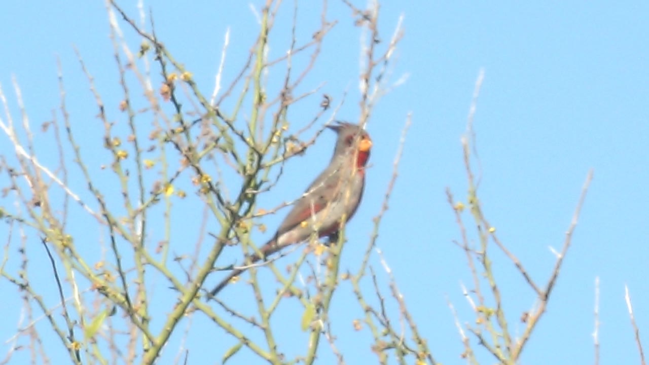 The female cardinal appears larger in frame on a thin branch, showing muted gray-brown feathers and red around the beak area, with no visible people in the Cabo Pulmo scene.