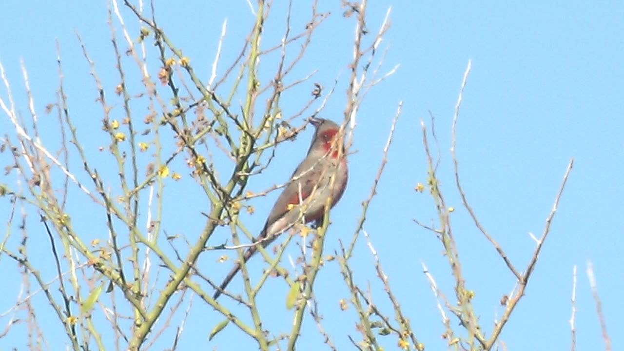 Small red-throated bird perched on sparse branches against blue sky.