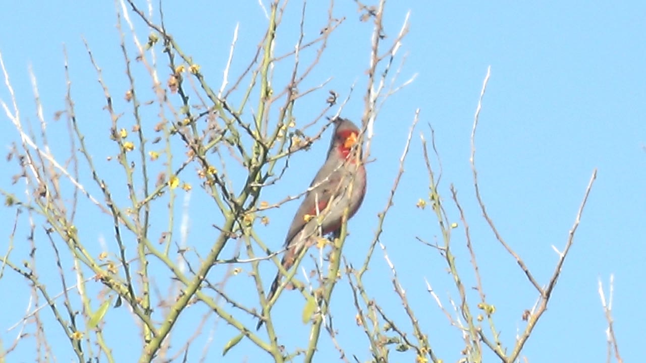 At 0:01, the bird is framed higher in the branches with its beak open, showing red throat color and clear sky behind it in Cabo Pulmo, with no visible people.