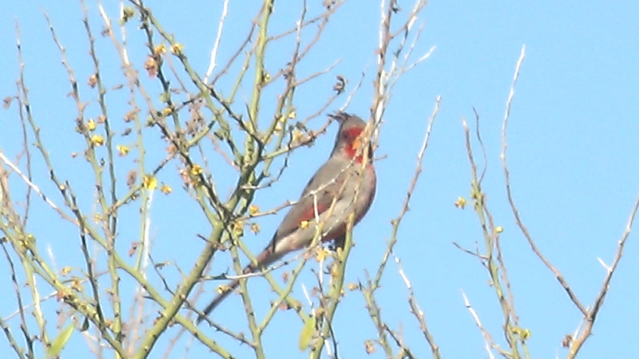 At 0:02, the bird remains perched sideways on a branching limb, partly crossed by twigs, with blue sky filling the Cabo Pulmo background and no visible people.
