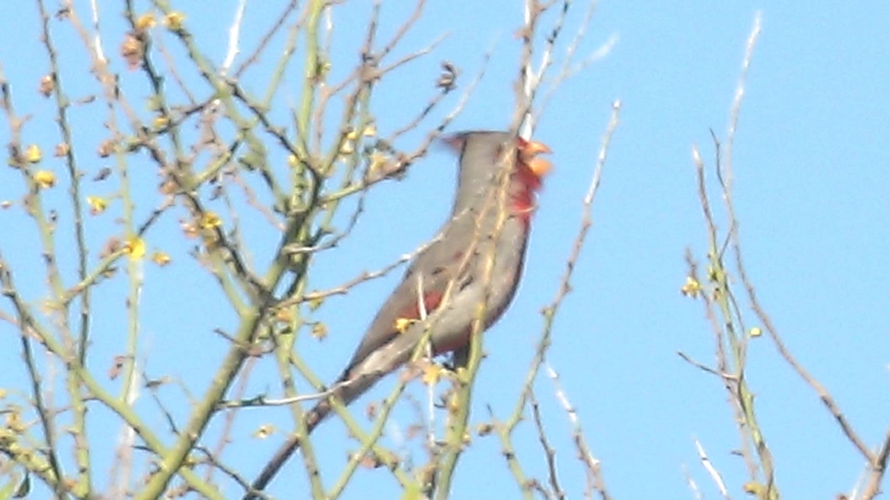 At 0:03, the bird appears larger in frame with its beak open near a cluster of thin branches, set against the clear Cabo Pulmo sky with no visible people.