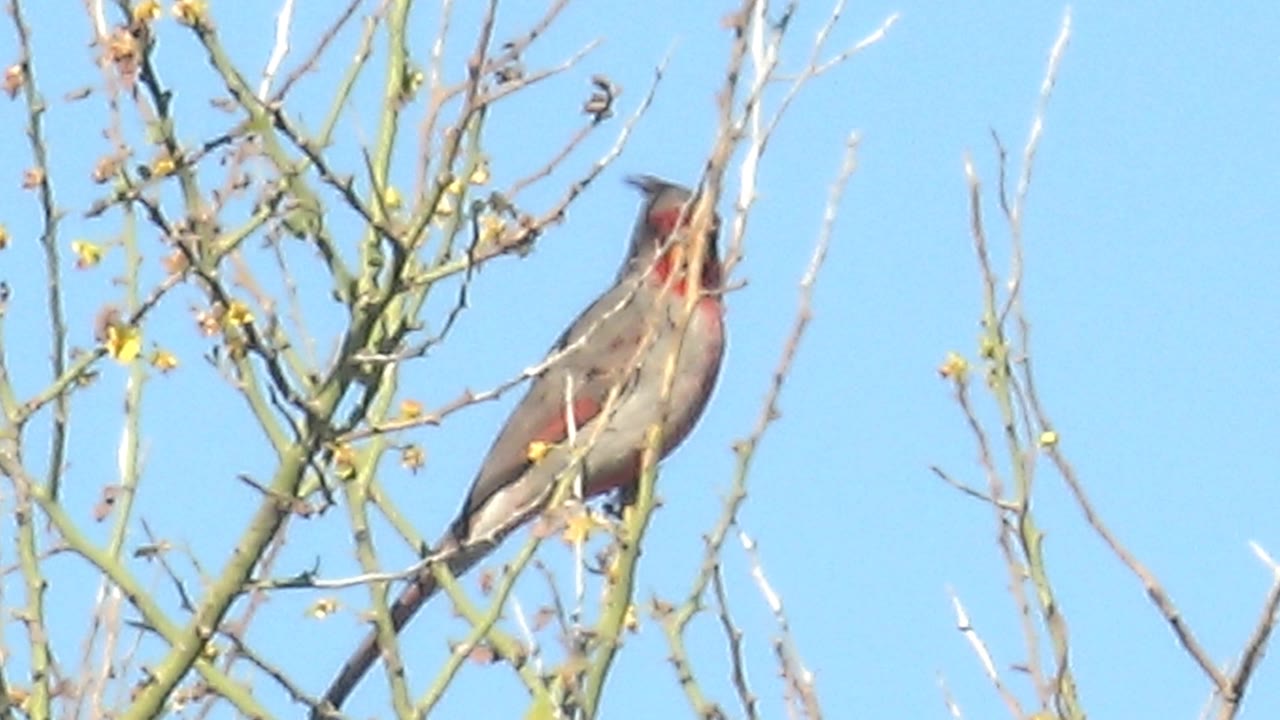 A cardinal perches on a thin tree branch with yellow blossoms in Cabo Pulmo, Baja California Sur, Mexico, with no visible people.