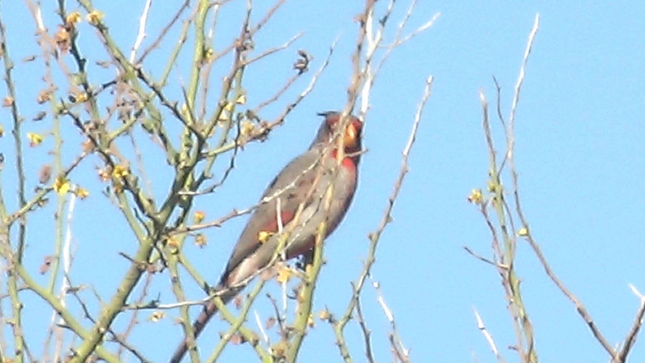 The cardinal opens its beak while perched between thin branches and yellow blossoms in Cabo Pulmo, with clear blue sky behind and no visible people.