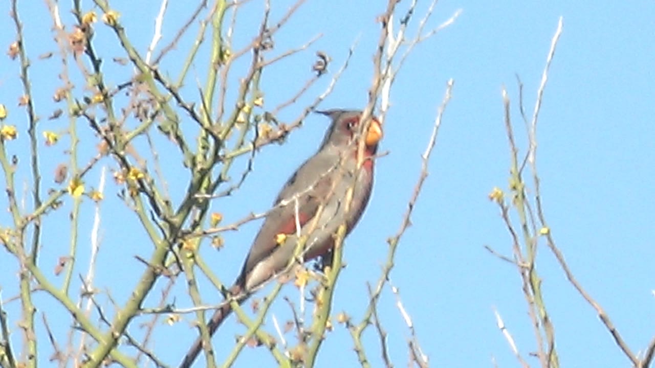 A cardinal sits among sparse branches in Cabo Pulmo with a round yellow blossom or fruit near its beak, blue sky filling the background and no visible people.