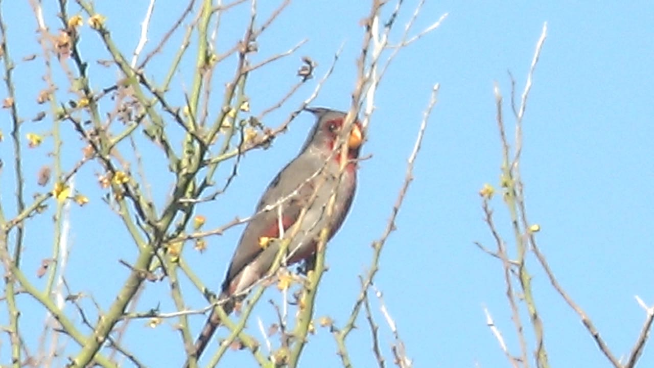 The cardinal appears with its beak open again on a thin branch in Cabo Pulmo, framed by bare twigs, small yellow blossoms, and empty blue sky with no visible people.