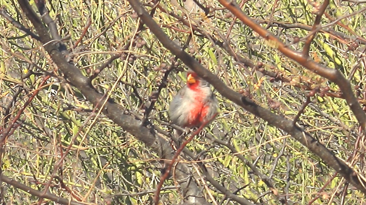 A gray and red bird with an orange beak perches in a dense network of branches in Cabo Pulmo, Mexico, with green foliage behind it and no visible people.