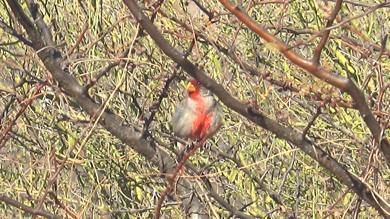 The bird remains perched on a narrow branch in Cabo Pulmo, Mexico, its red chest and orange beak visible through crossing brown twigs, with no visible people.
