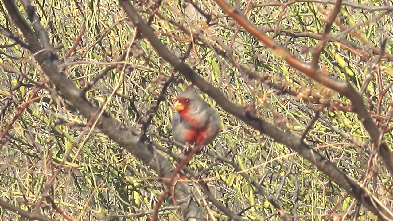 A gray and red bird faces across the frame from a branch in Cabo Pulmo, Mexico, surrounded by bare twigs and muted green foliage, with no visible people.