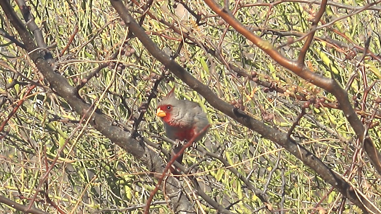 Bird turned slightly on a branch among foliage