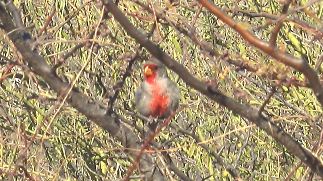 Female cardinal with red breast markings perches in Cabo Pulmo foliage behind crossing bare branches, with no visible people.