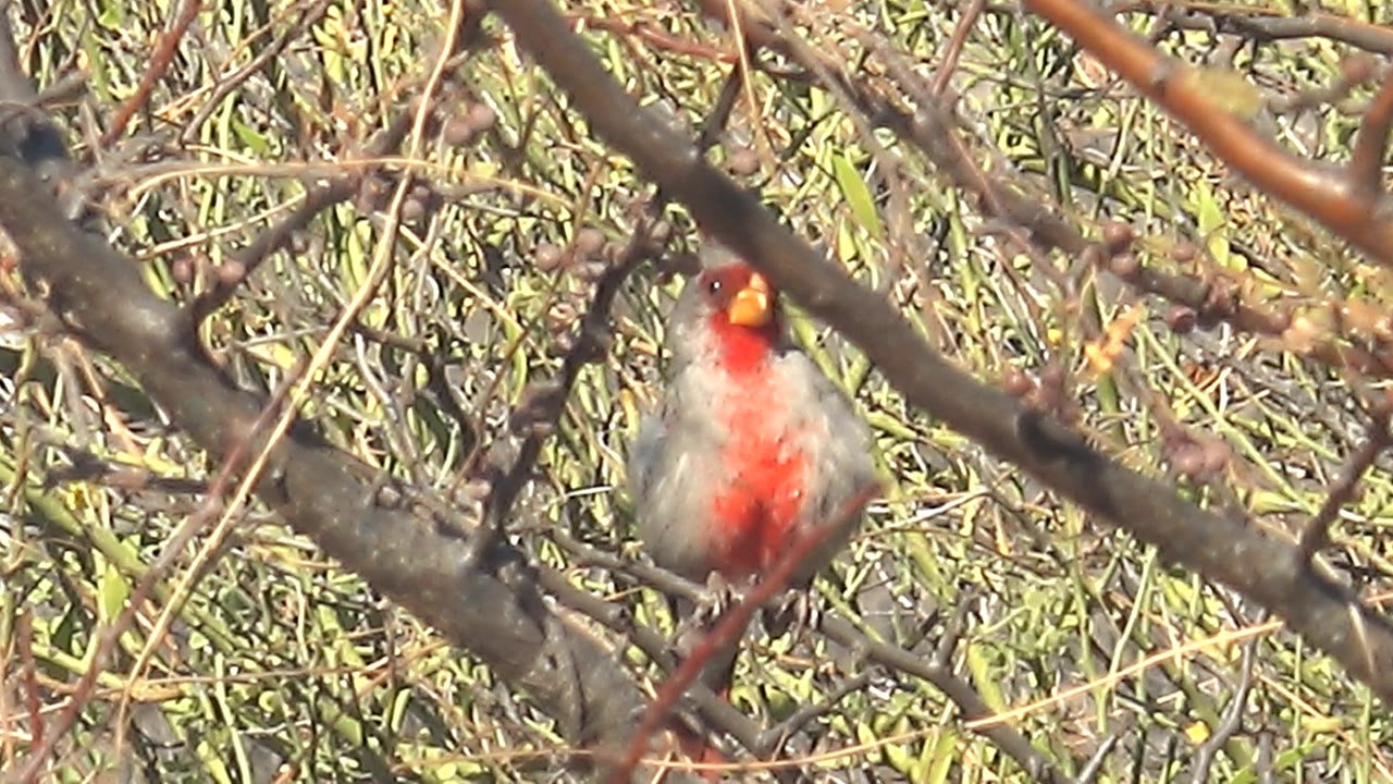 Female cardinal faces more toward camera from a branch in Cabo Pulmo, framed by diagonal twigs and green background growth, with no visible people.