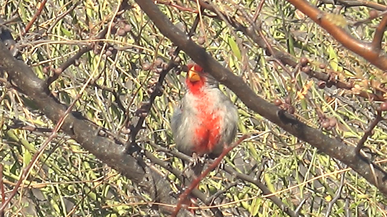 Female cardinal sits upright on a branch in Cabo Pulmo with red chest color visible through foreground twigs and a textured green foliage background, with no visible people.