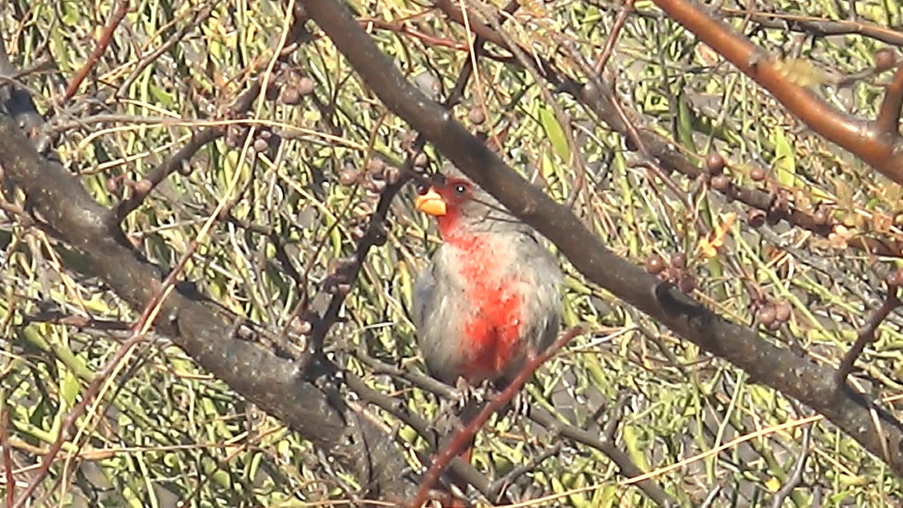 Female cardinal perched low among crossing branches.