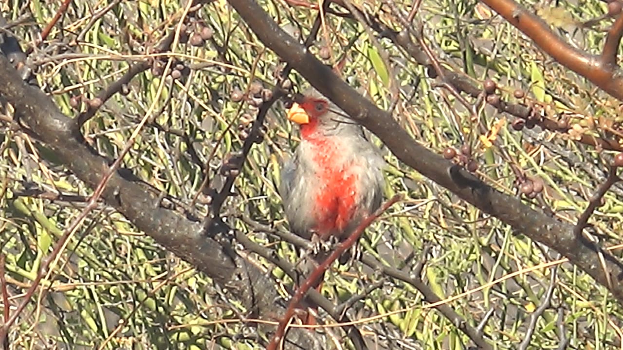 Female cardinal with red chest feathers perched in a leafy tree in Cabo Pulmo, Baja California Sur, with no visible people.
