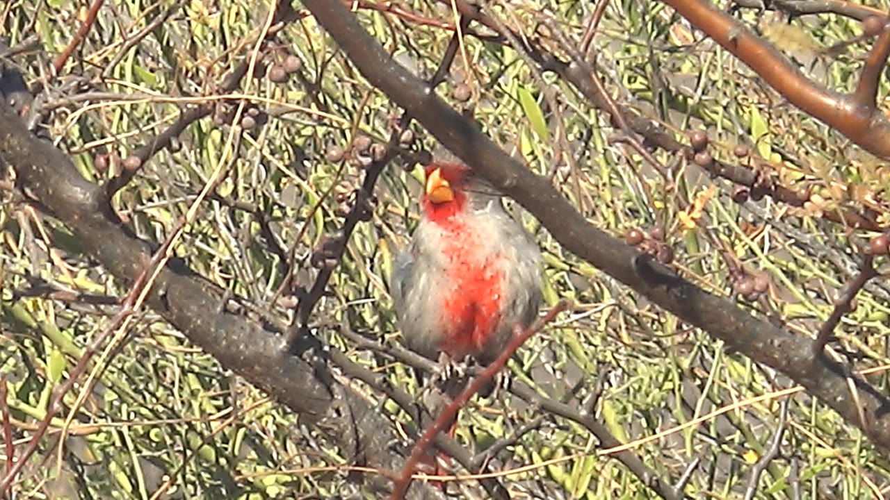 Female cardinal in Cabo Pulmo holds its beak open while perched among crossing branches and green foliage, with no visible people.