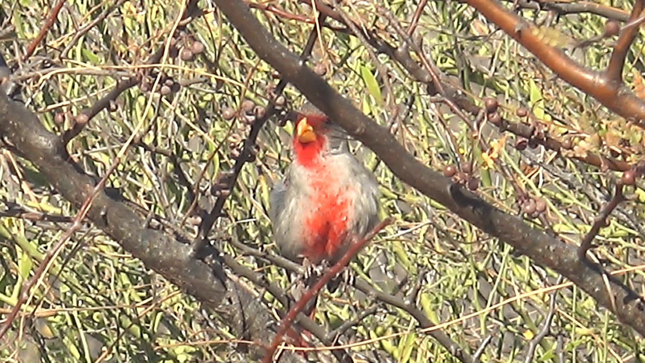 Female cardinal faces forward from a branch in Cabo Pulmo, framed by dark limbs, berries, and sunlit green leaves, with no visible people.