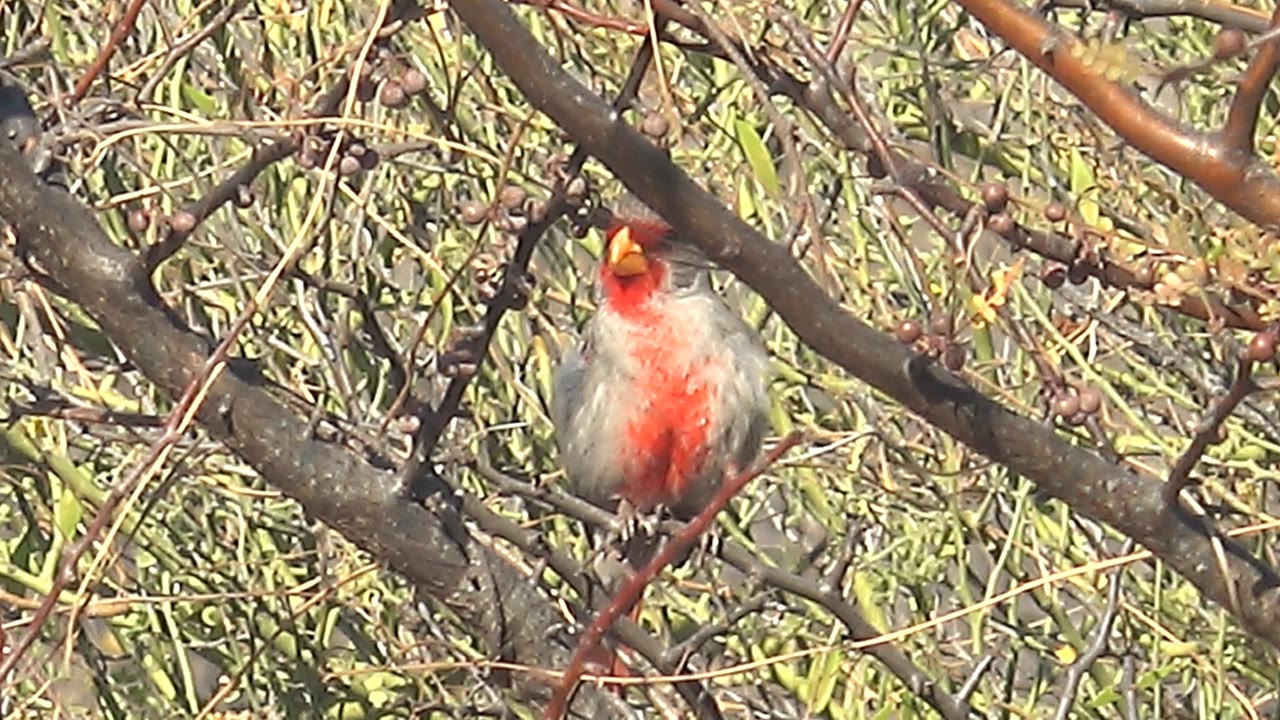 Cardinal perched with beak open in foliage