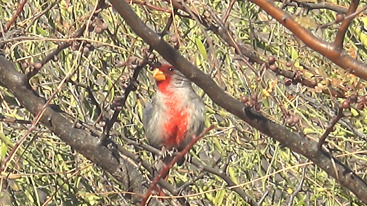 Female cardinal perched on a branch among thin twigs.