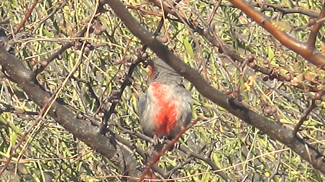 The female cardinal remains on the branch with its orange beak open amid dry brown twigs and green background foliage in Cabo Pulmo, with no visible people.