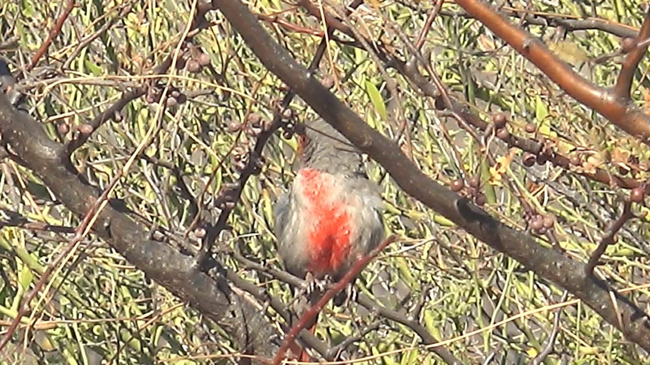 The cardinal sits partly framed by a diagonal branch and clusters of small dark berries in the Cabo Pulmo tree canopy, with no visible people.
