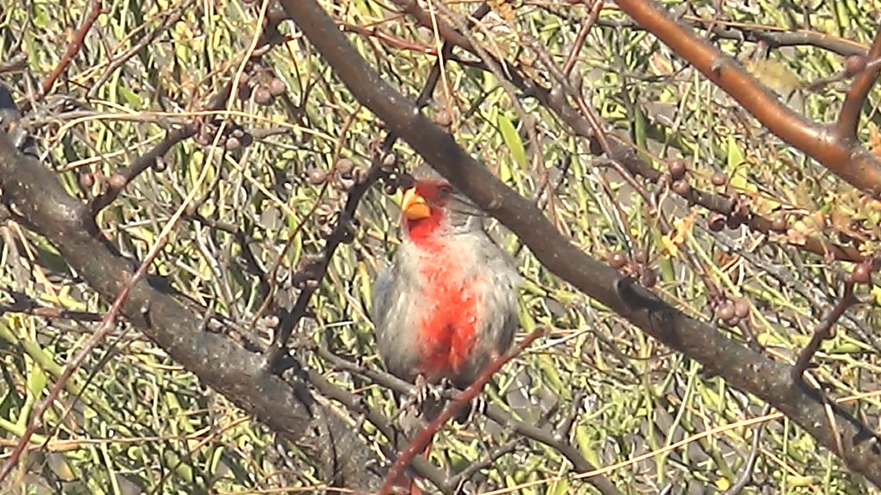 The female cardinal is still perched in bright daylight with its beak open and red chest visible against pale green foliage in Cabo Pulmo, with no visible people.