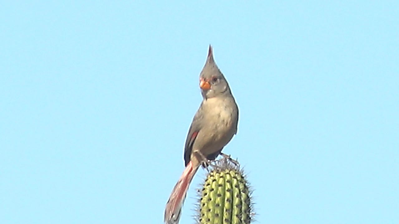Pyrrhuloxia perched on top of a saguaro cactus against blue sky