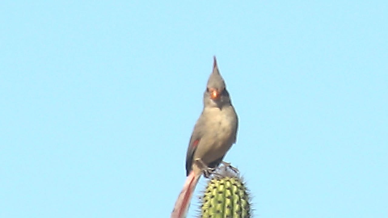 At 0:01, the pyrrhuloxia faces more toward camera while perched on the rounded saguaro crown in Cabo Pulmo, with its crest upright, tail dropping left, and no visible people.