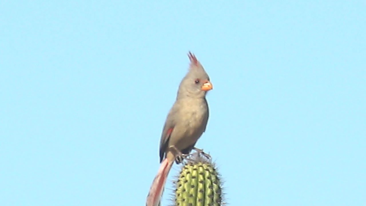 At 0:02, the crested pyrrhuloxia turns in profile on the saguaro top in Cabo Pulmo, showing its orange beak and reddish wing detail against a plain blue sky with no visible people.