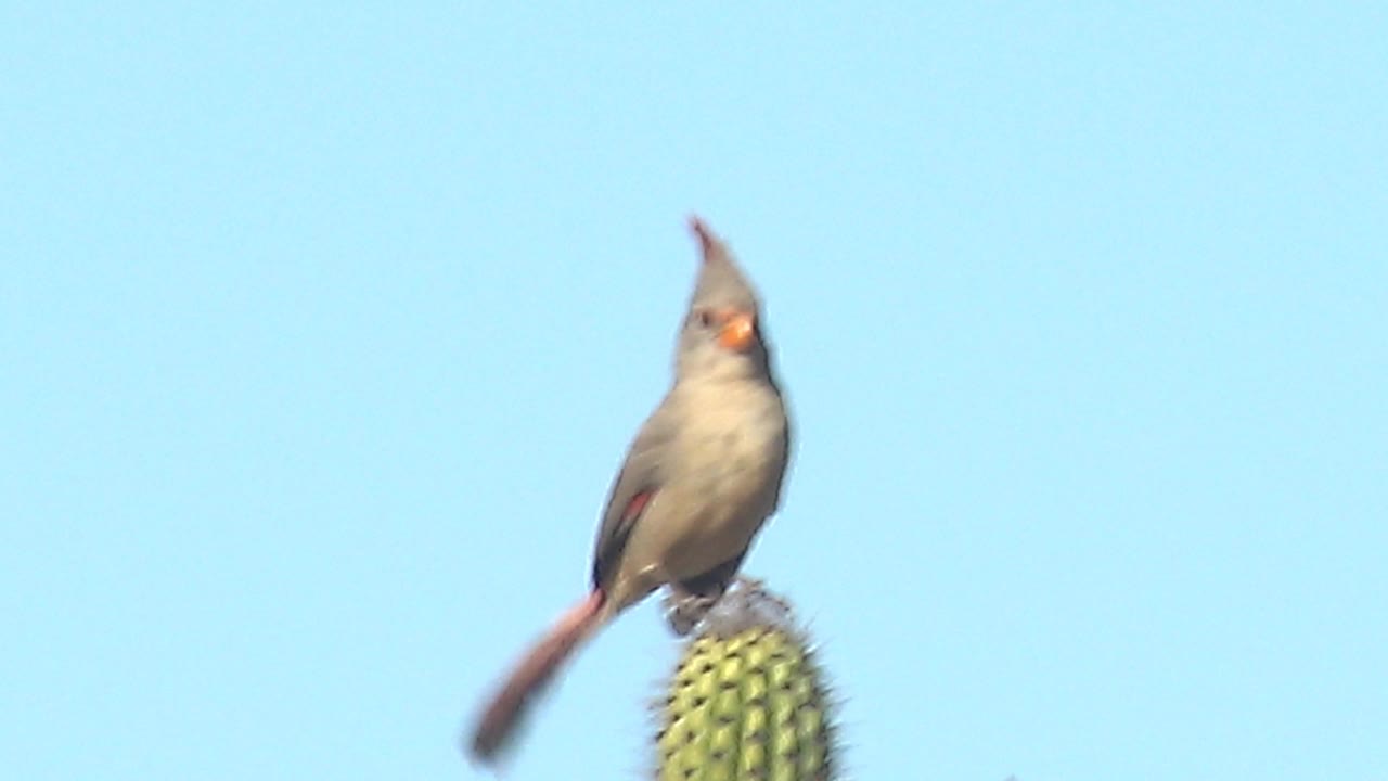 At 0:03, the pyrrhuloxia appears slightly motion-blurred as its tail and body shift on the saguaro crown in Cabo Pulmo, with the sky remaining clear and no visible people.
