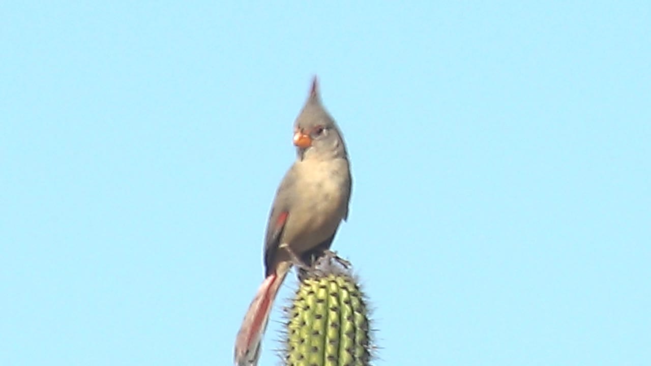 At 0:00, a female cardinal faces slightly left while perched on a spined cactus in Cabo Pulmo, Baja California Sur, with clear blue sky behind it and no visible people.