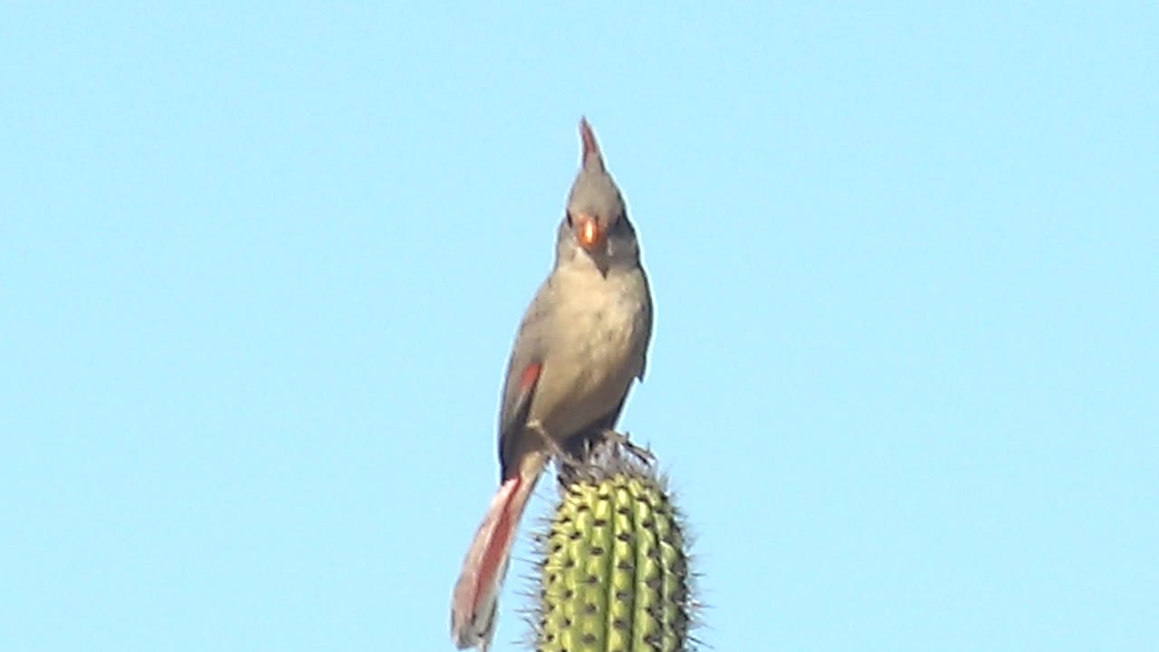 At 0:01, the female cardinal sits upright on the cactus crown in Cabo Pulmo, Baja California Sur, with its beak more forward and no visible people in the sky-only background.