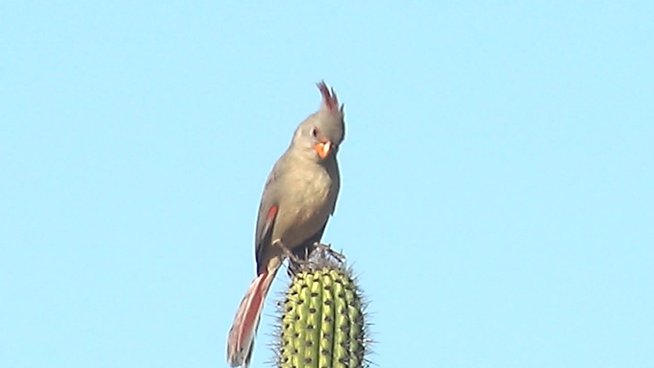 At 0:02, the female cardinal turns its head slightly right while perched on the cactus in Cabo Pulmo, Baja California Sur, with a plain blue sky and no visible people.
