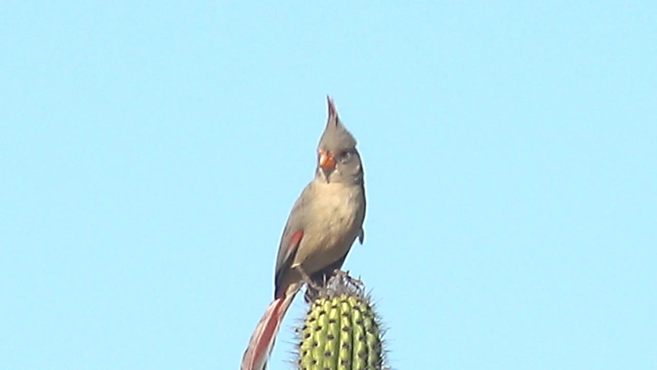 Female cardinal on a cactus looking forward against clear sky.