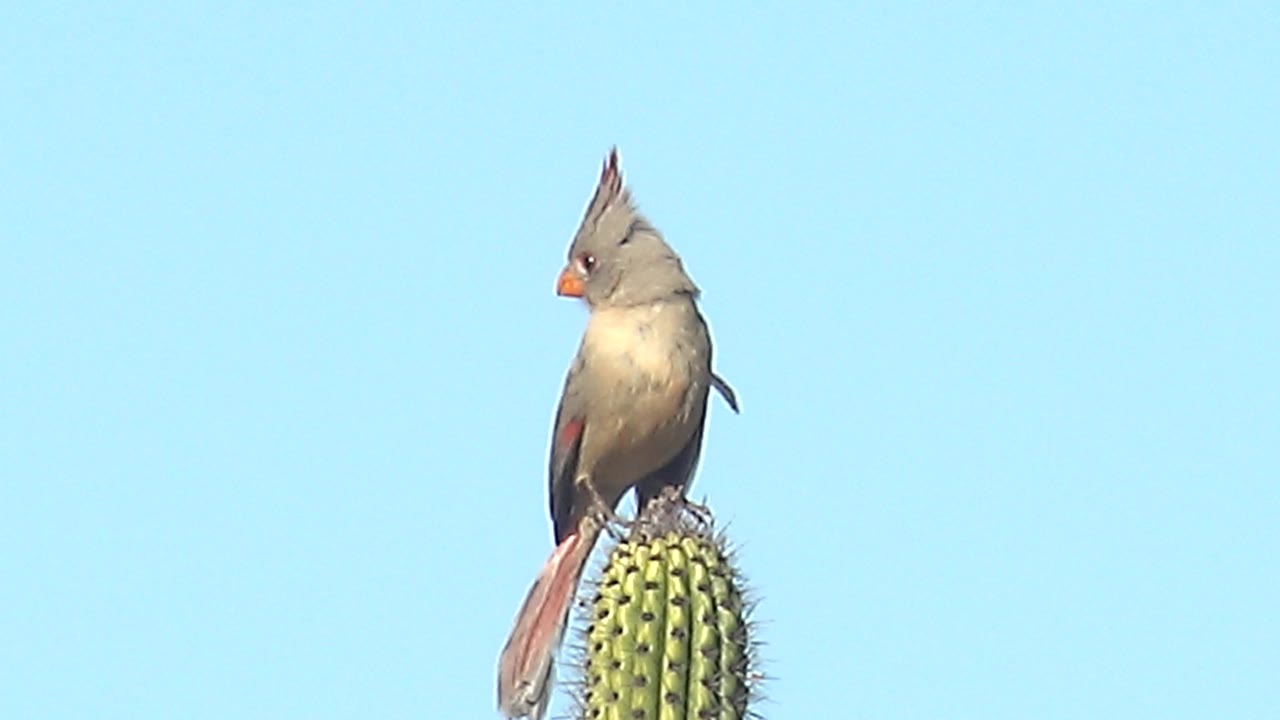 Female cardinal perched near the left-facing side of a cactus top in Cabo Pulmo, Baja California Sur, Mexico, with a clear blue sky and no visible people.