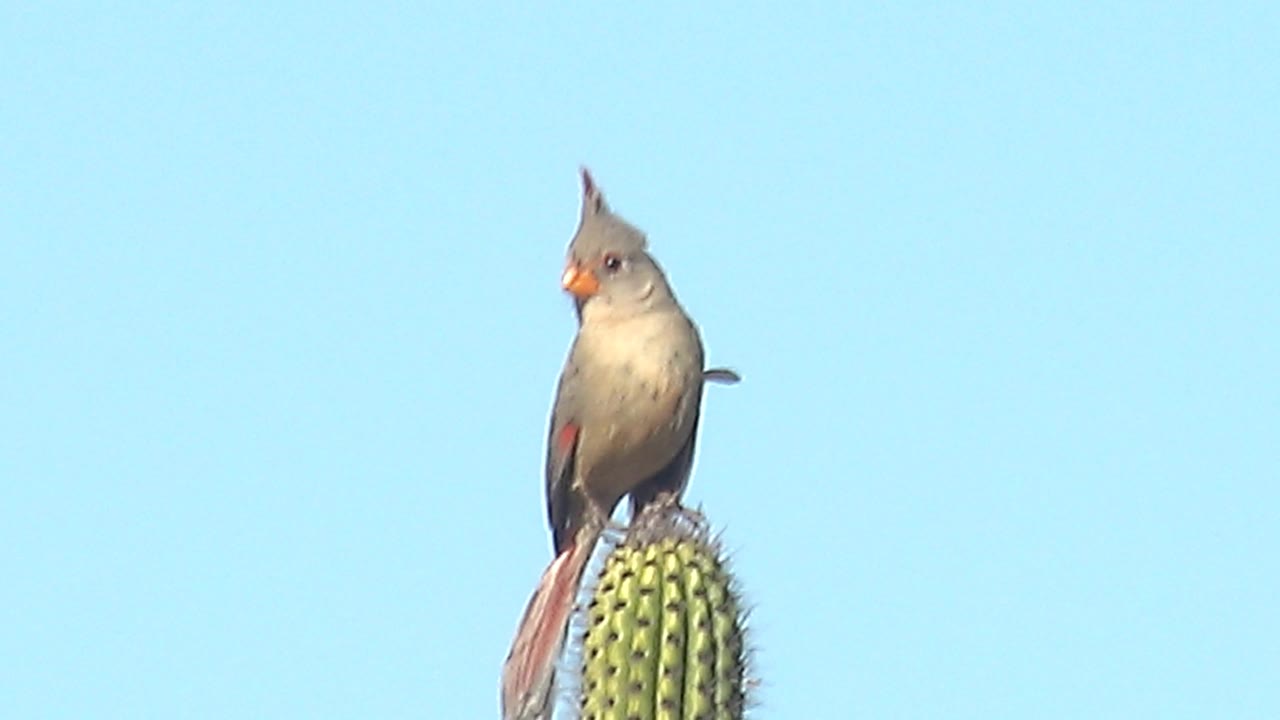 Female cardinal on a cactus in Cabo Pulmo, Baja California Sur, Mexico, turned more toward camera with its orange beak visible against open blue sky and no visible people.
