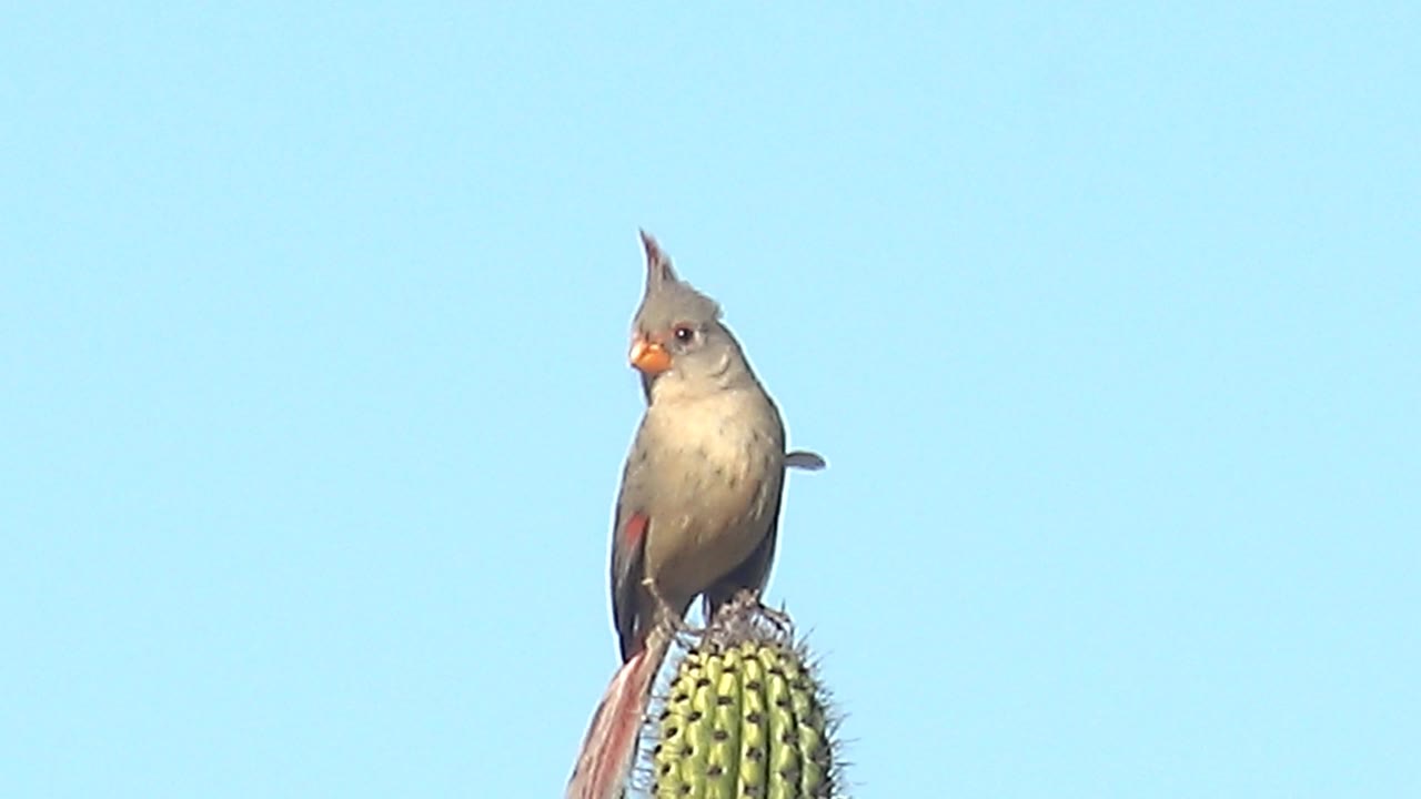 Female cardinal standing upright on the cactus top in Cabo Pulmo, Baja California Sur, Mexico, with the body centered over the spines and no visible people.