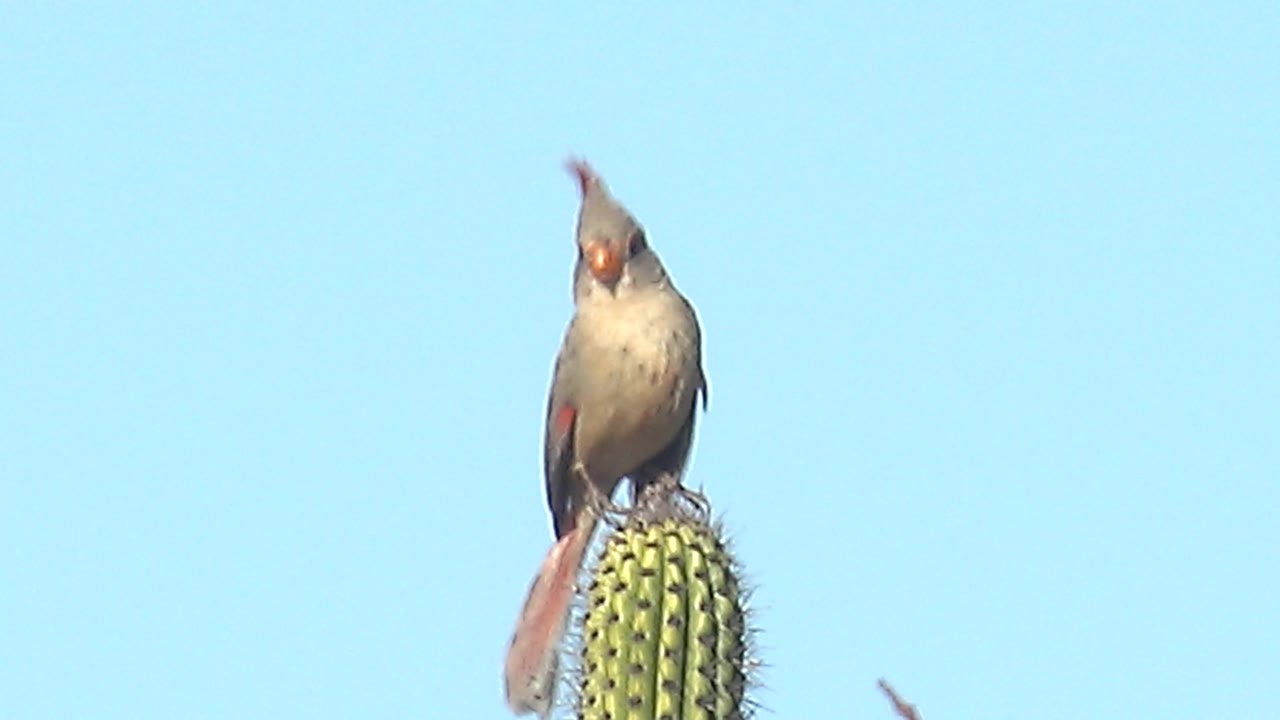 Female cardinal leaning slightly on a cactus perch.
