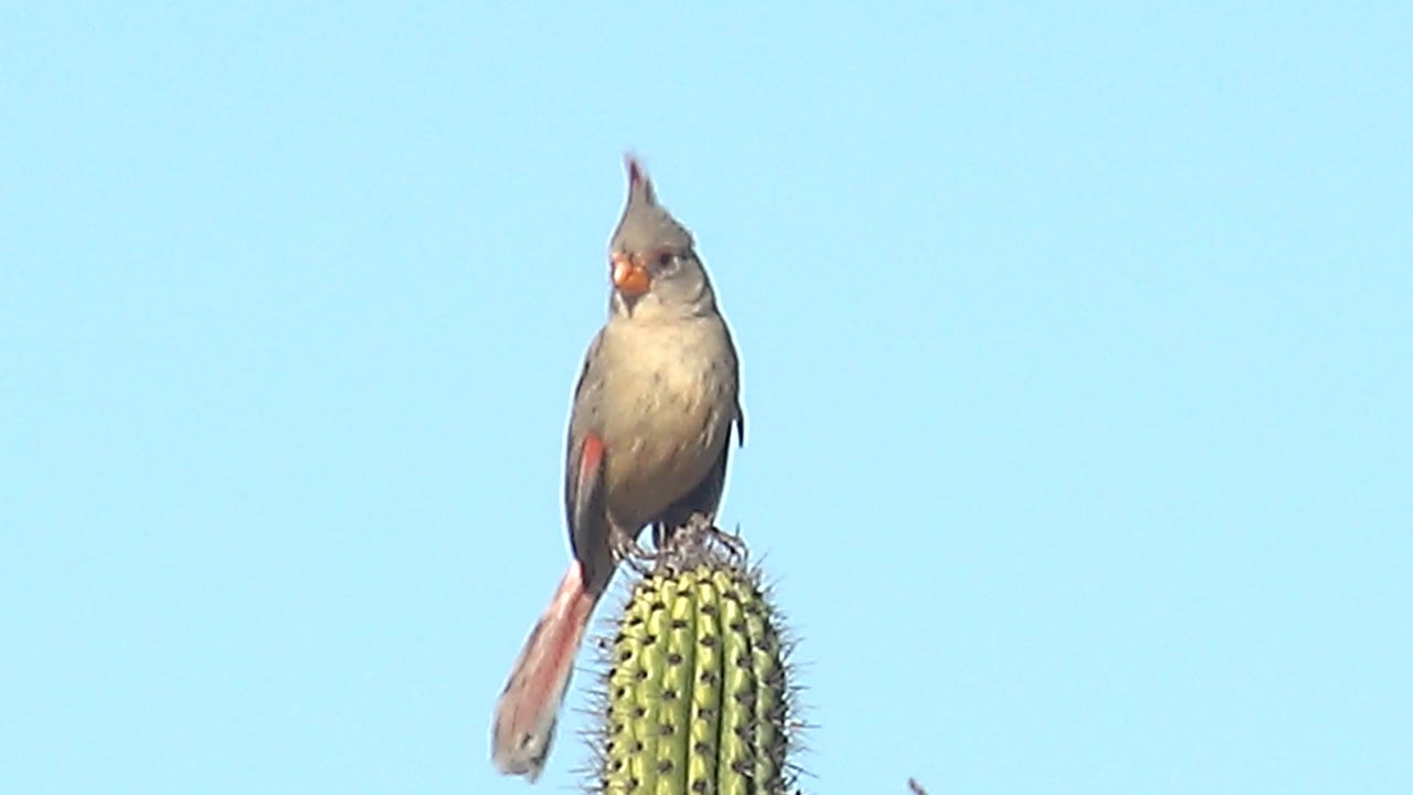 Female cardinal perched on a cactus against blue sky.