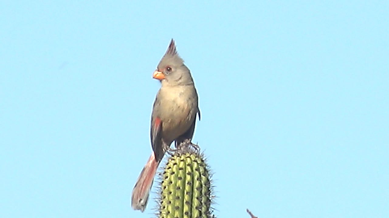 A female cardinal turns its head left while standing on a spined cactus in Cabo Pulmo, Baja California Sur, with its long tail hanging along the cactus and no visible people.