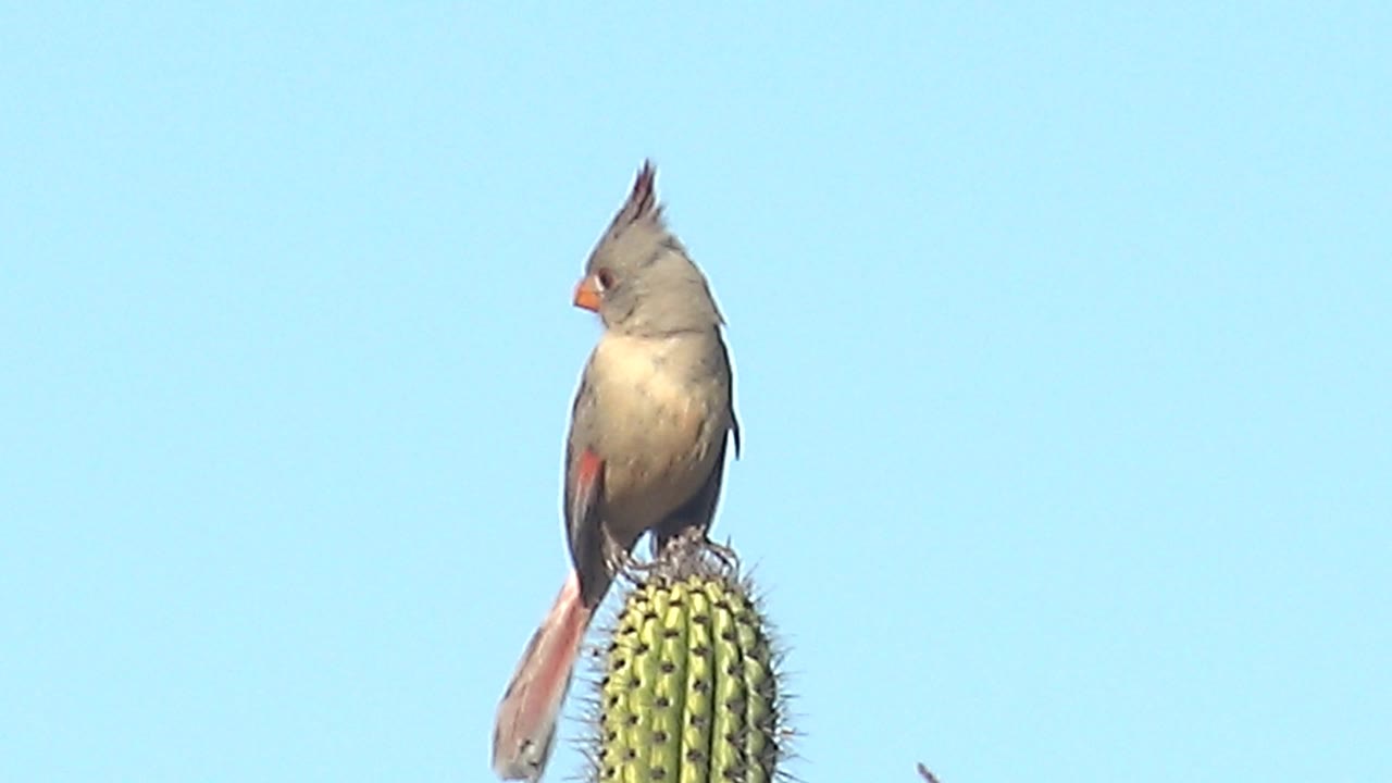A female cardinal remains perched on the cactus in Cabo Pulmo, Baja California Sur, with its beak angled left, red wing accents visible, and no visible people in the sky background.