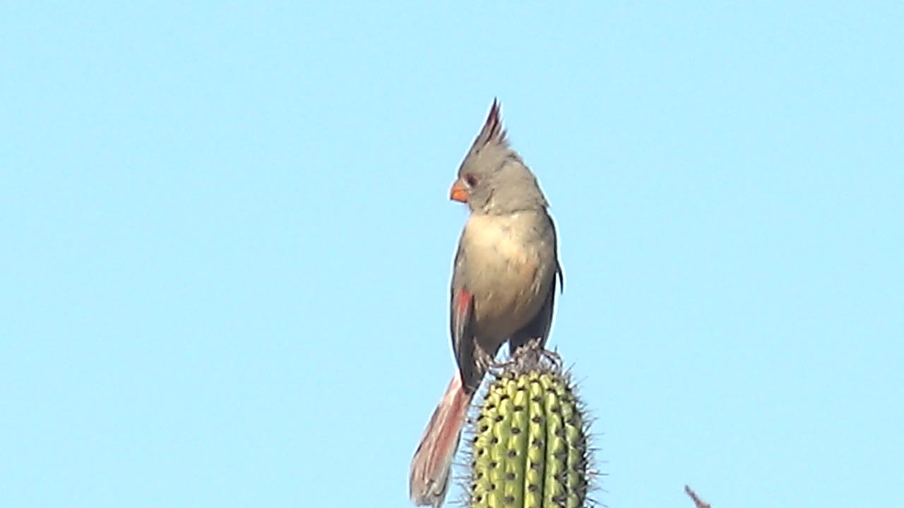 A female cardinal leans slightly left on the cactus top in Cabo Pulmo, Baja California Sur, showing its crest, gray body, pale chest, long tail, and no visible people.