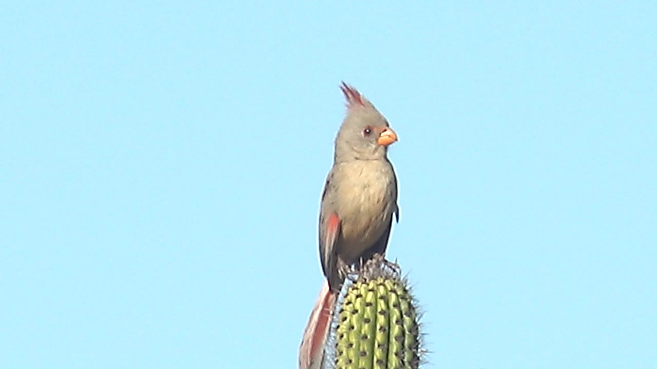 Female cardinal faces left while perched on a saguaro cactus in Cabo Pulmo, Baja California Sur, with clear blue sky behind it and no visible people.