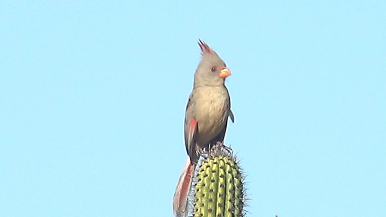 Female cardinal perches upright on the saguaro top in Cabo Pulmo, Baja California Sur, with its head angled slightly left, long tail visible, and no visible people.