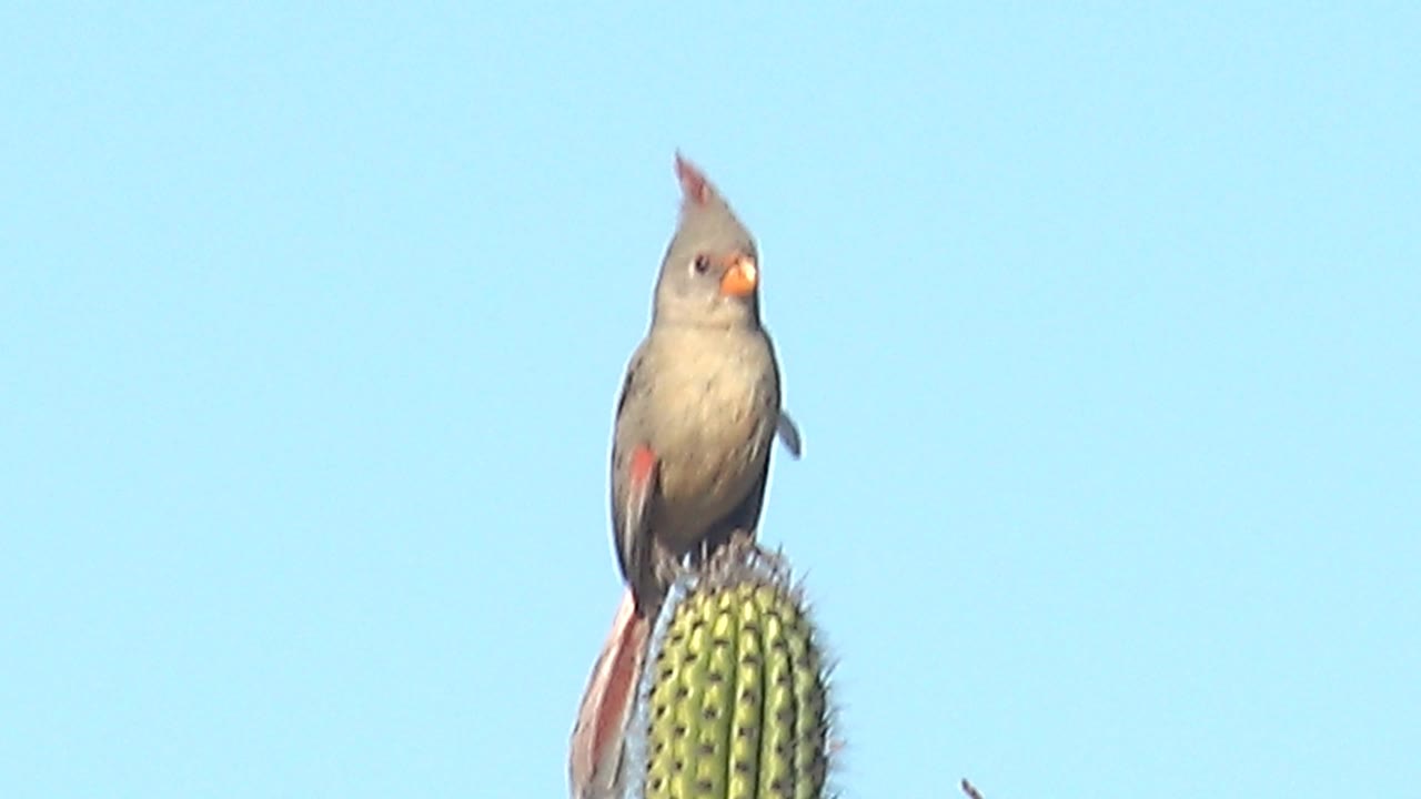 Female cardinal turns more toward the camera from the saguaro perch in Cabo Pulmo, Baja California Sur, with red wing color visible and no visible people.