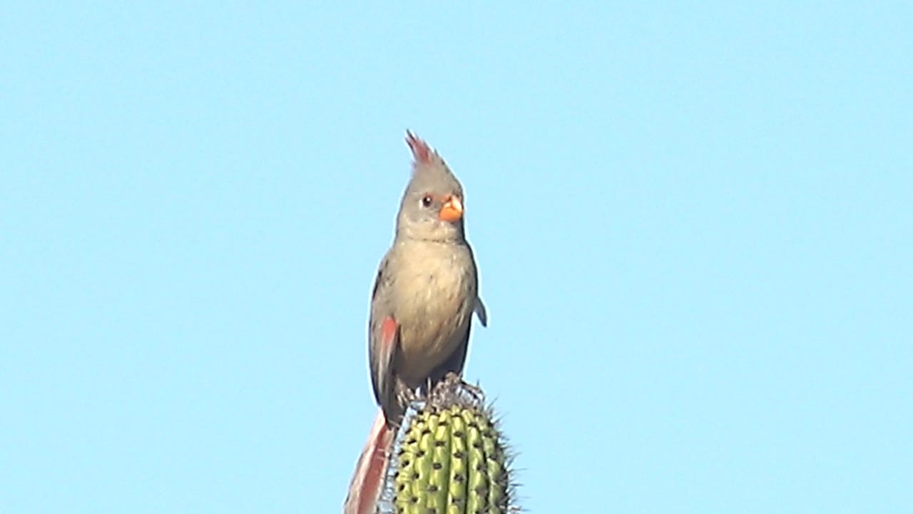 Female cardinal perched on cactus with body angled toward camera.
