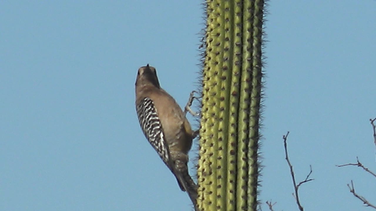 Woodpecker clinging to a saguaro cactus beside blue sky.