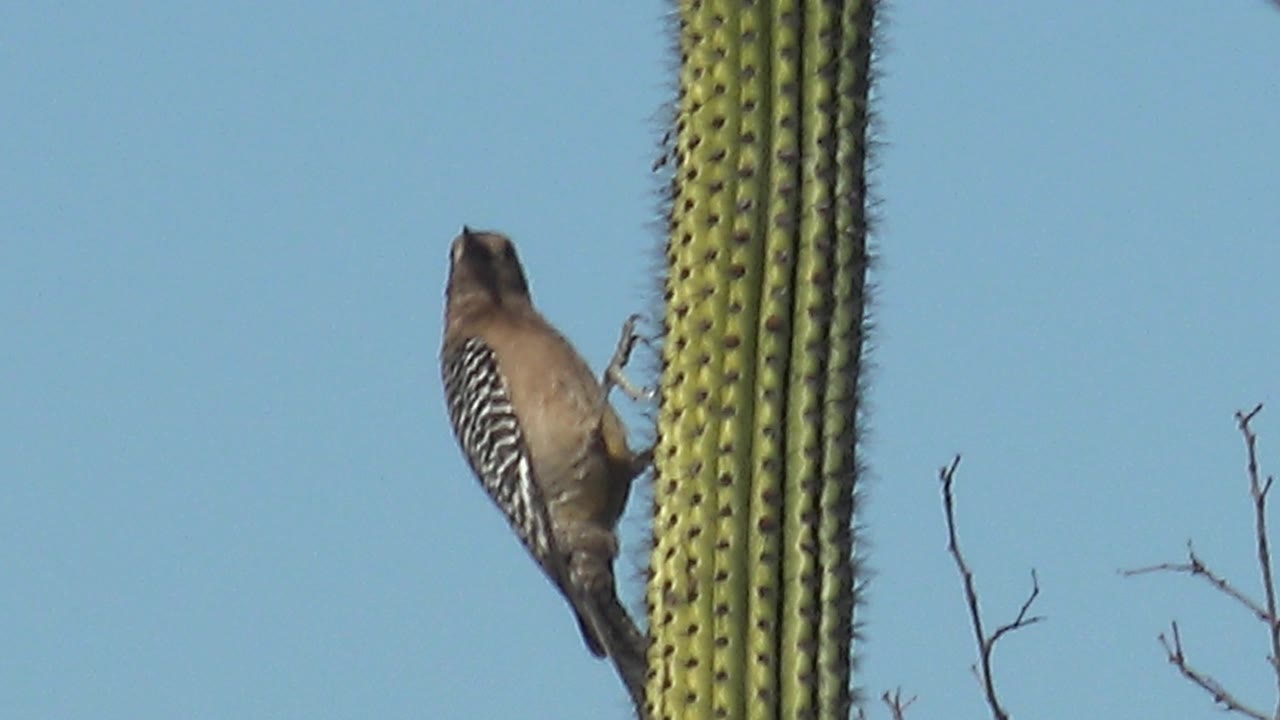 At 0:01, the woodpecker remains on the saguaro in Cabo Pulmo, Baja California Sur, with its beak still raised near the cactus edge and no visible people.