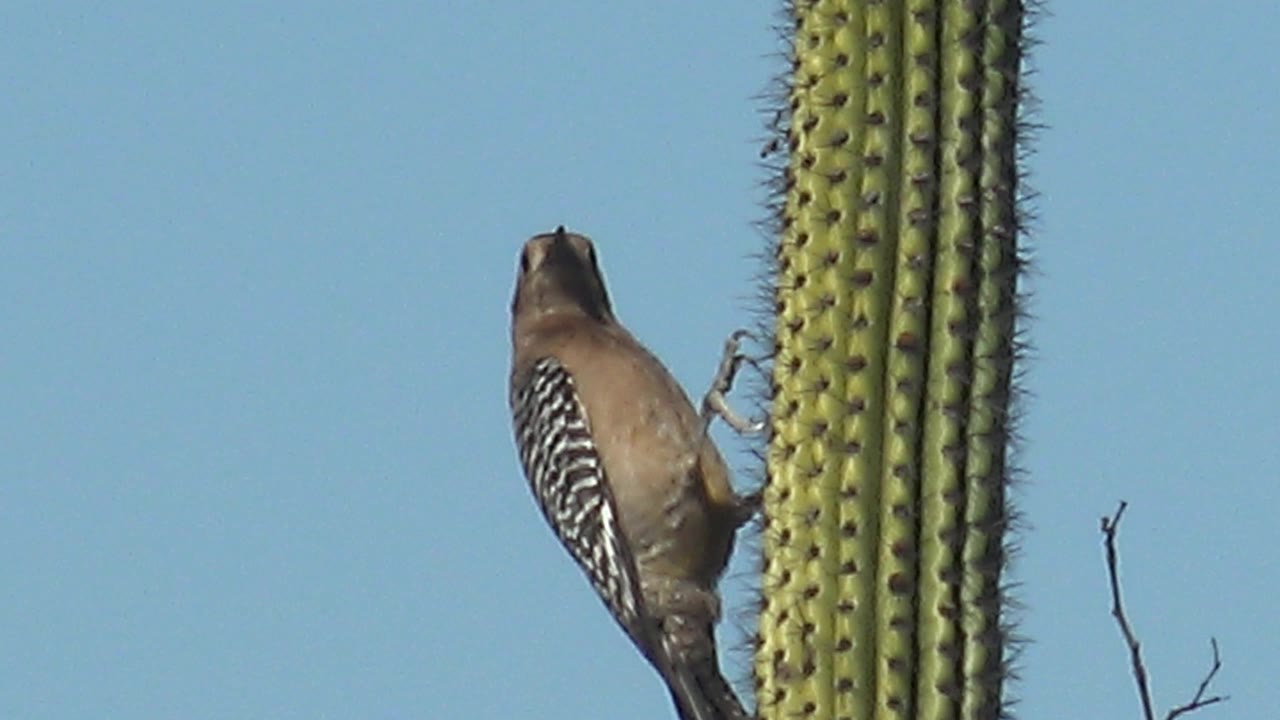 At 0:02, the bird stays attached to the saguaro cactus in Cabo Pulmo, Baja California Sur, with barred wing feathers visible and no visible people.