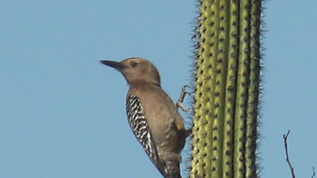 At 0:03, the woodpecker has turned its head sideways on the saguaro cactus in Cabo Pulmo, Baja California Sur, with open blue sky behind it and no visible people.